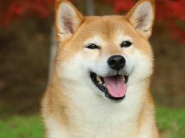 Shiba inu