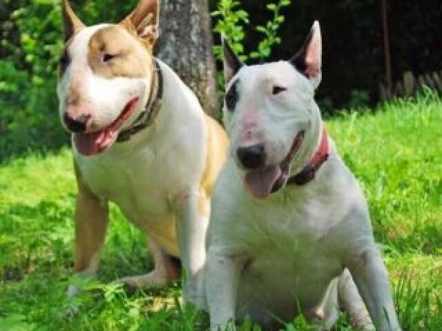 Bull terrier