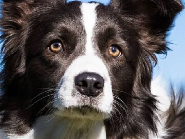 Border collie
