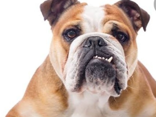 Bulldog inglês