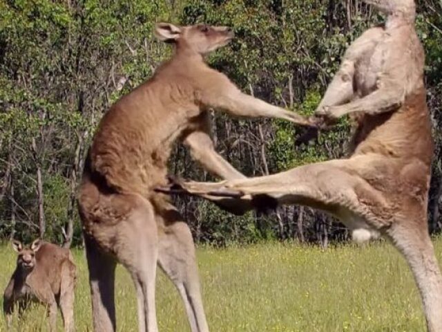 Lutava com um canguro