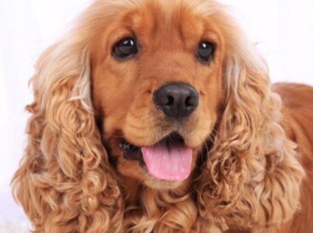 Cocker