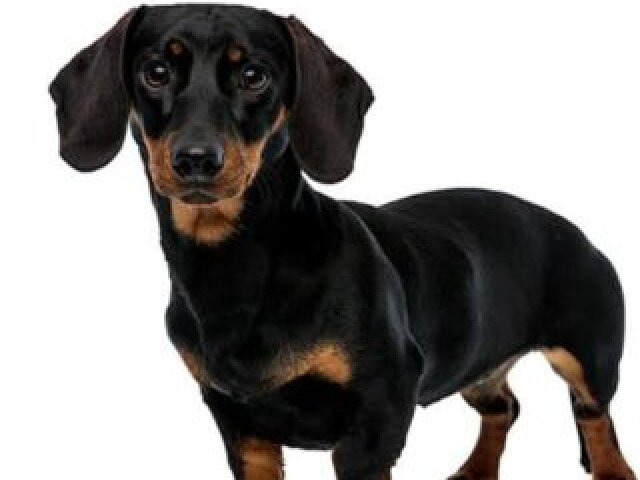 Dacshund