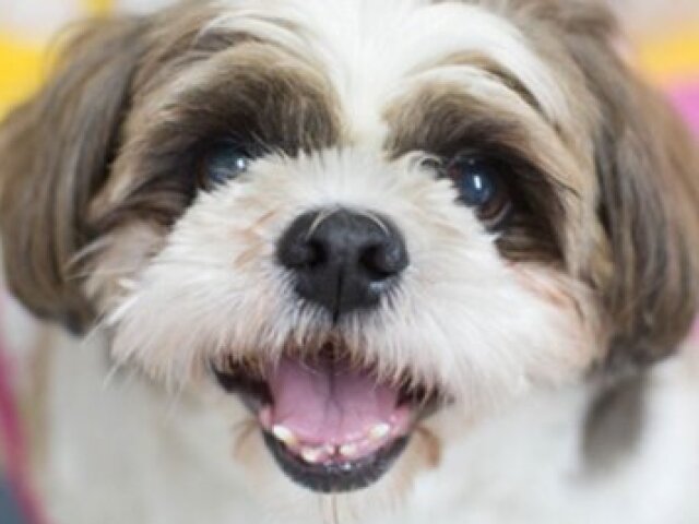 Shih Tzu