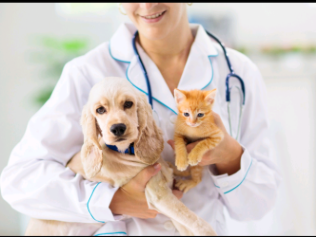 Veterinário