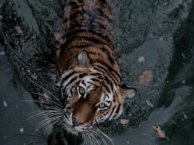 Tigre