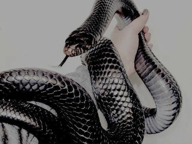 Serpente