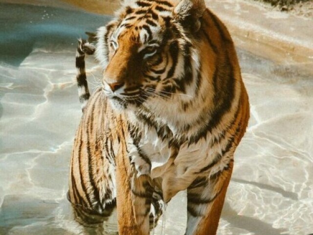 Tigre