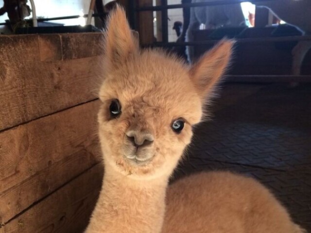 Alpaca