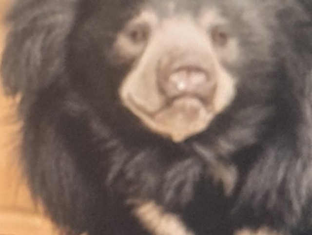 URSO BEIÇUDO