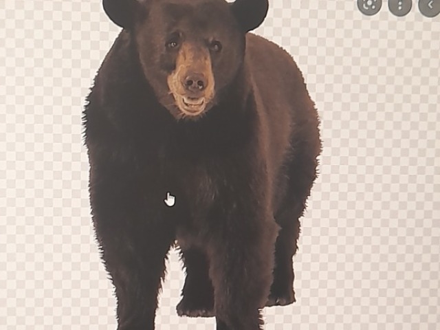 URSO NEGRO AMERICANO