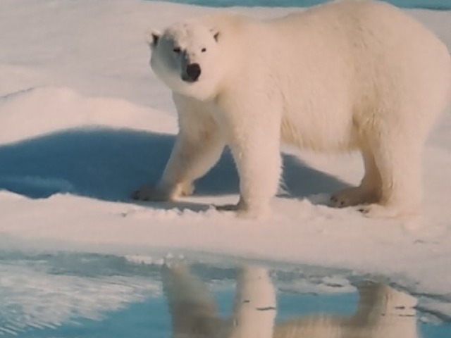 URSO POLAR