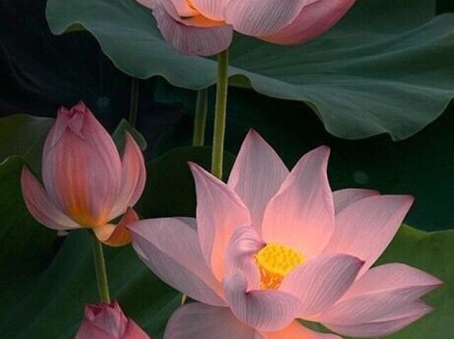Lotus