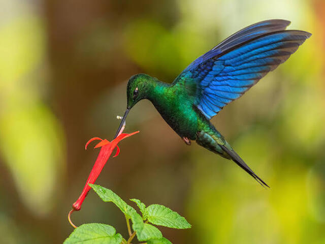 Beija-flor