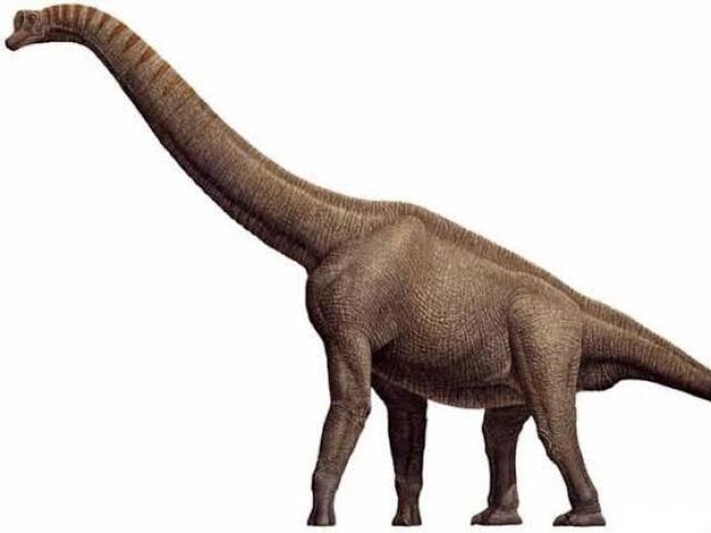 Brachiosaurus