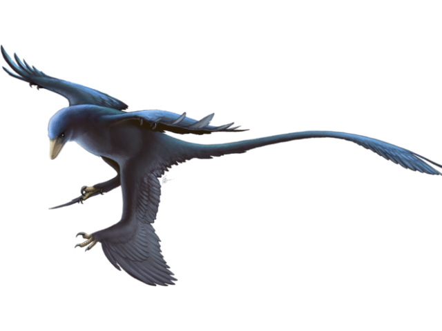 Microraptor