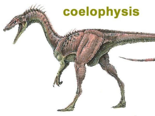 Coelophysis