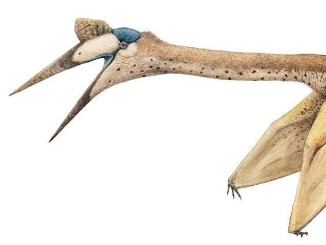 Quetzalcoatlus