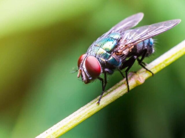 QUALQUER TIPO DE MOSCA