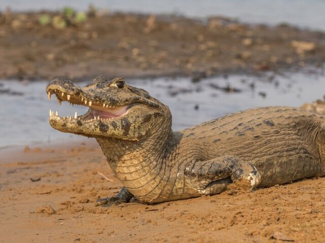 JACARÉ/CROCODILO/GAVIAL