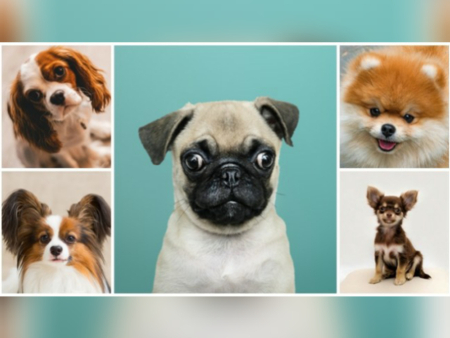 Qual a raça de cachorro?
