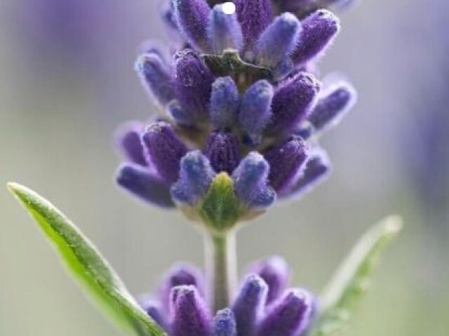 Lavanda