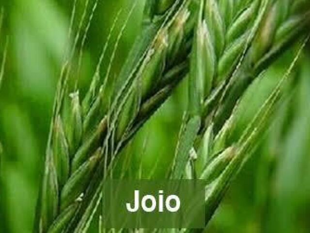 Joio