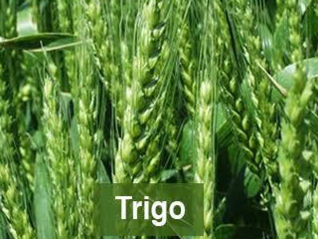 Trigo