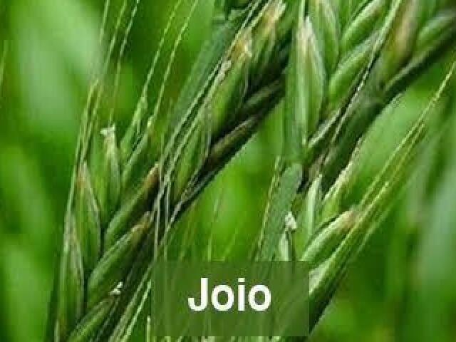 Joio