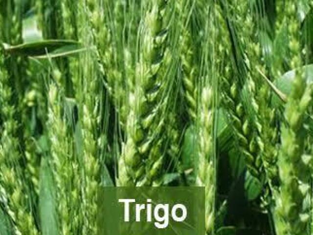 Trigo