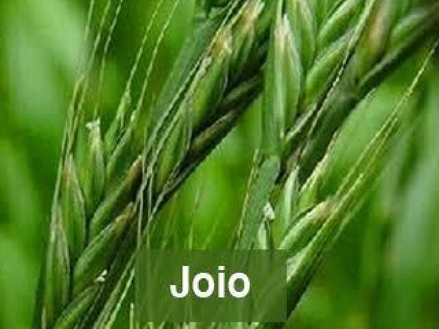 Joio