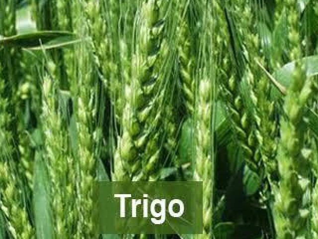 Trigo