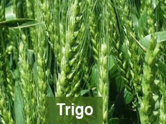 Trigo