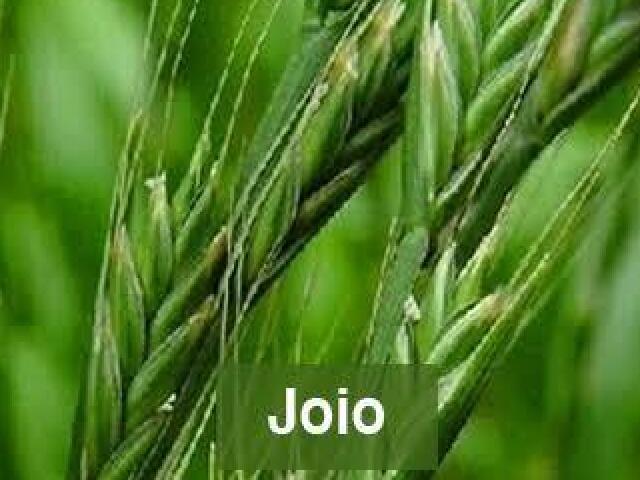 Joio