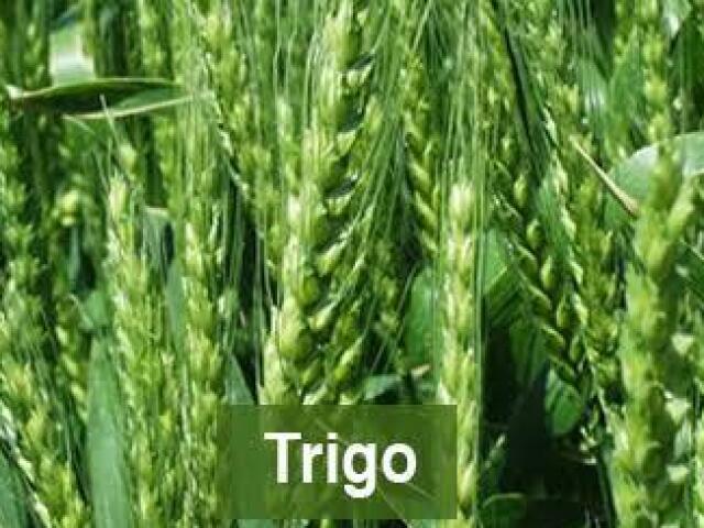 Trigo