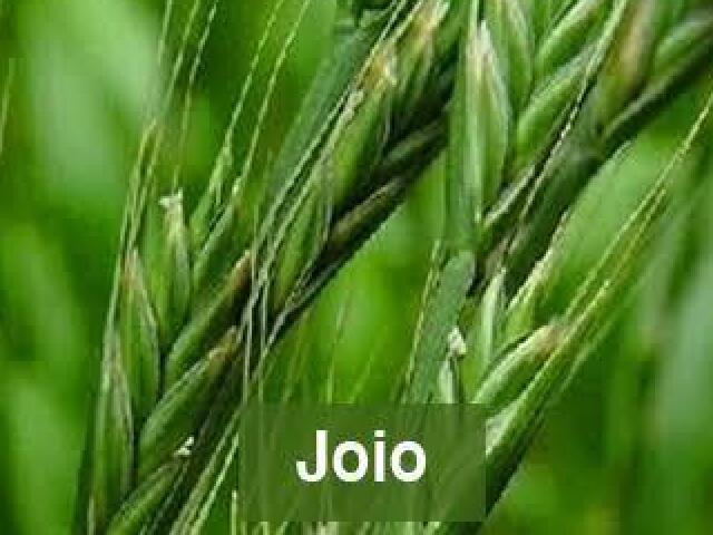 Joio