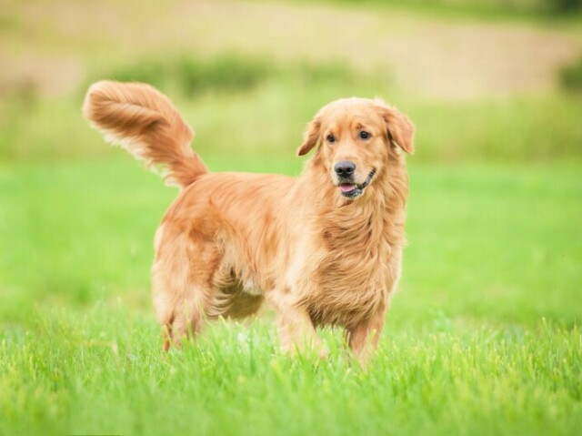 CÃO