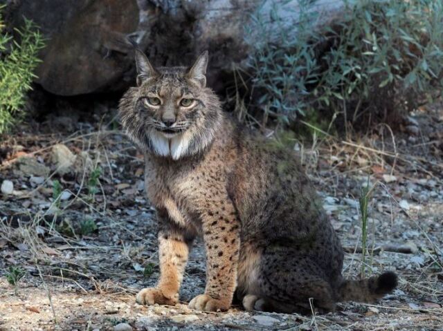 LINCE