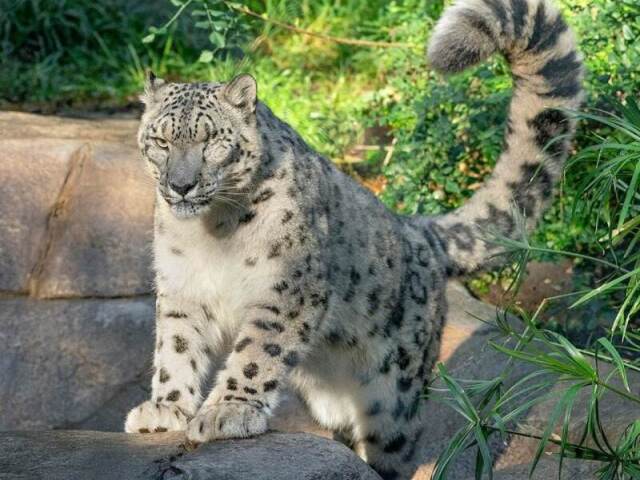 LEOPARDO DAS NEVES