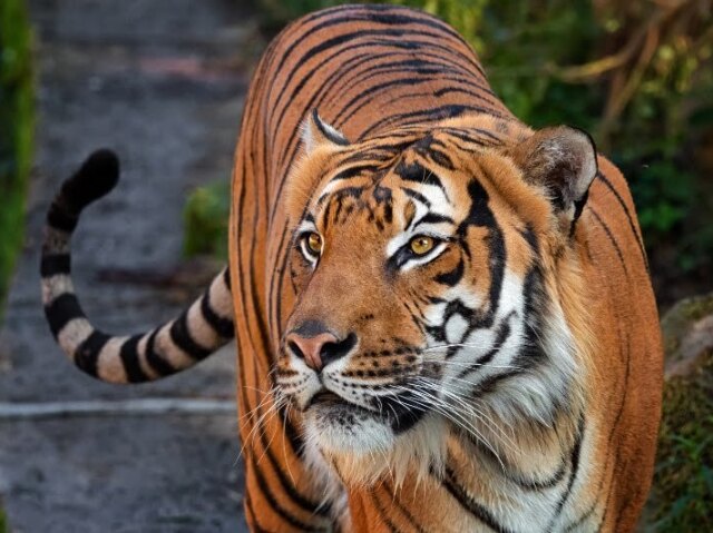 TIGRE