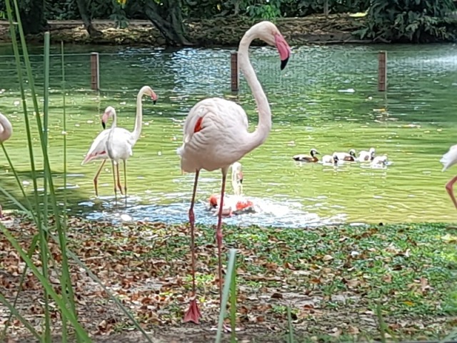 FLAMINGO