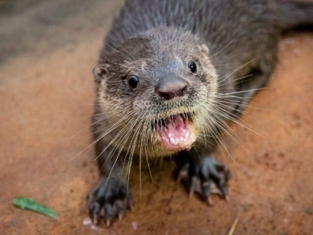 QUALQUER TIPO DE LONTRA