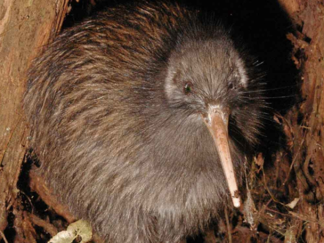 KIWI