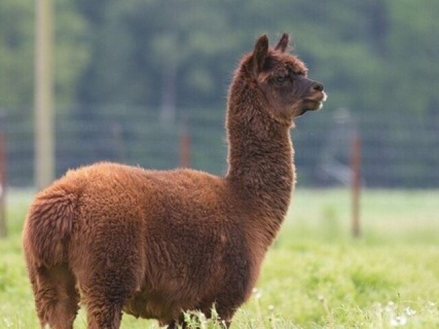 ALPACA/LHAMA