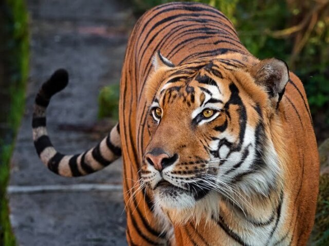 TIGRE