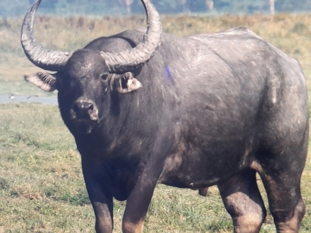 BÚFALO DAGUA