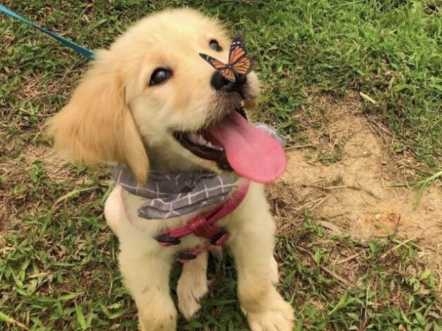 Cachorro🐶