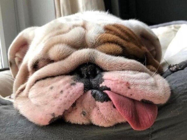 BULDOGUE INGLÊS!