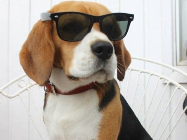 BEAGLE!