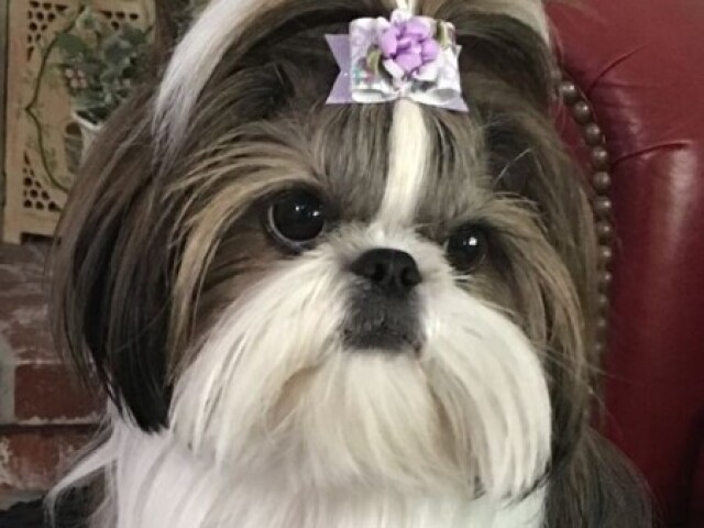 SHI TZU!